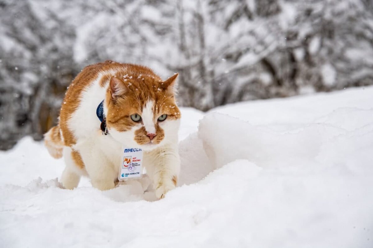 Все постят котиков в снегу, и я туда же!