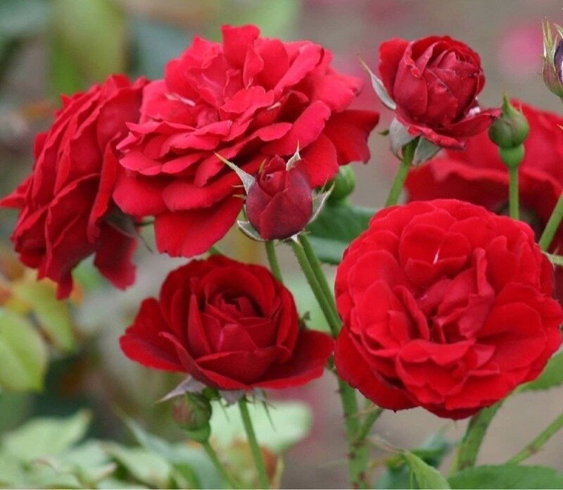 Нина Вейбул