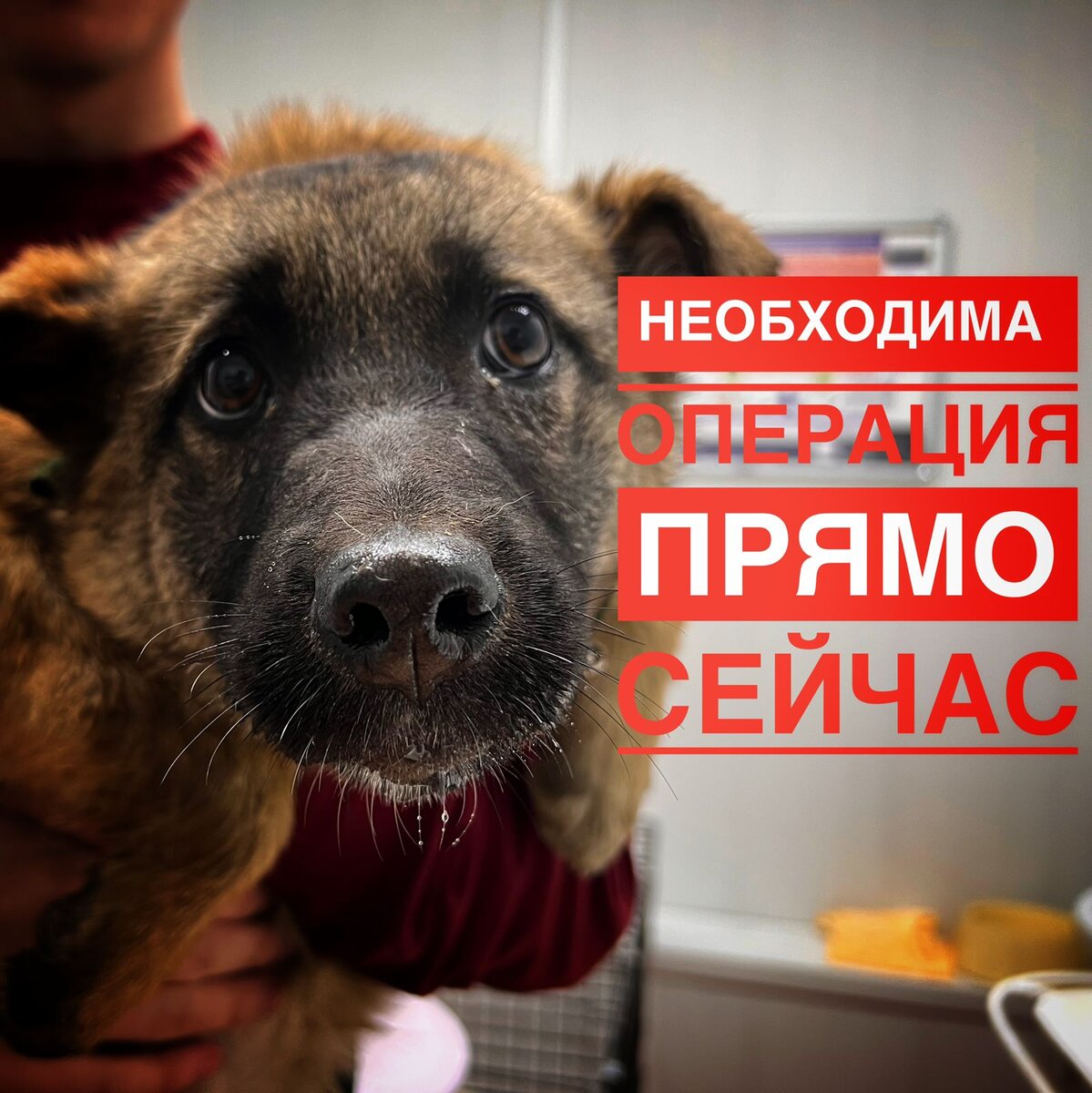 Щенок погибает