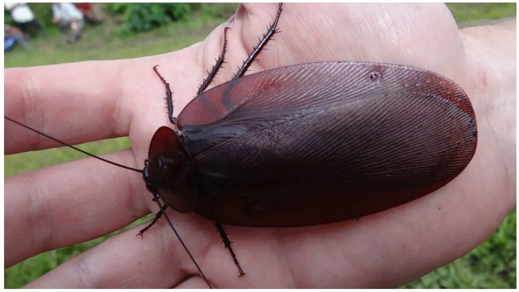 Тараканы самые. Megaloblatta longipennis. Таракан Megaloblatta longipennis. Megaloblatta blaberoides. Таракан Megaloblatta blaberoides.