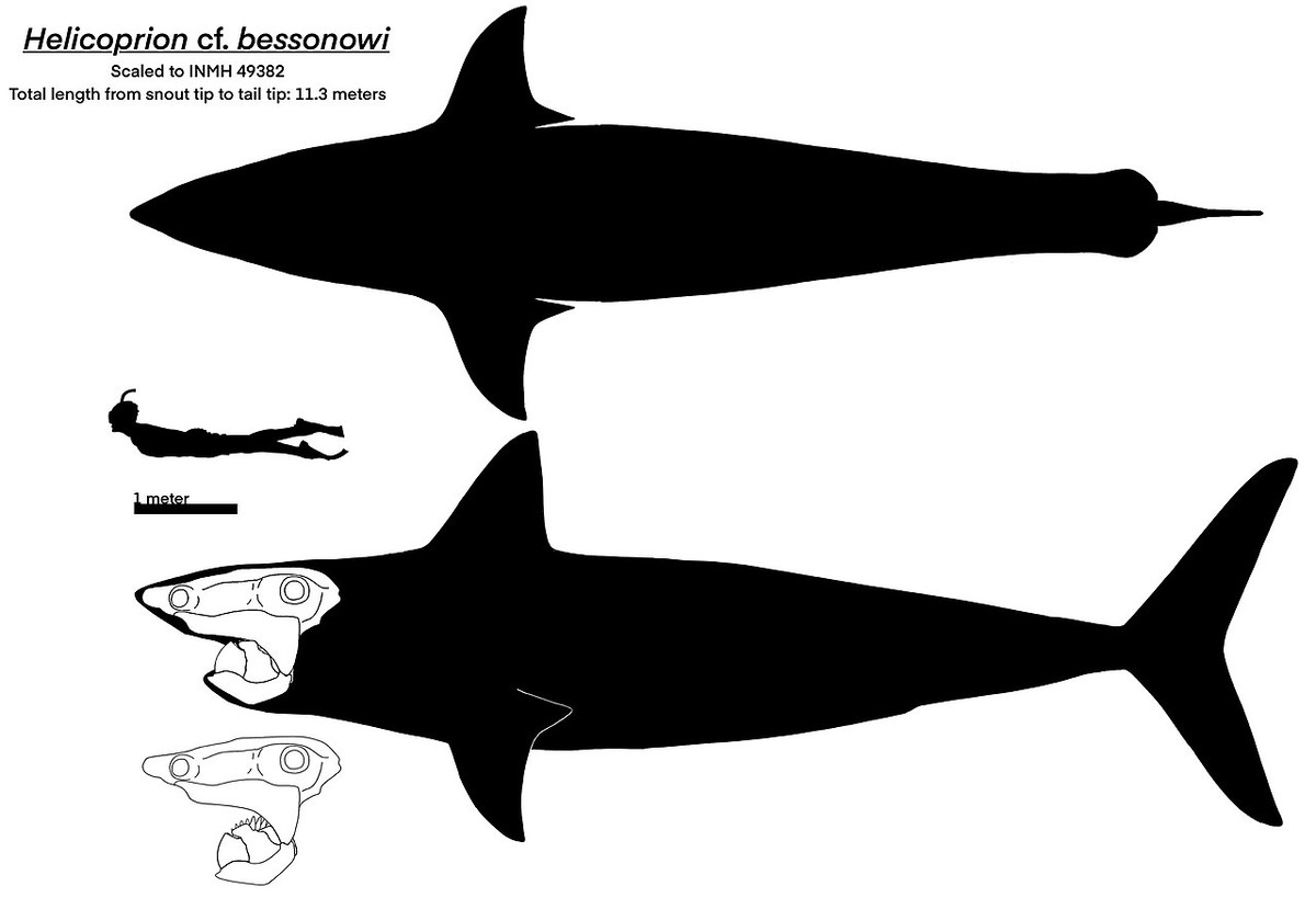   H. bessonowi ()    H. davisii ().  fishboy86164577. 