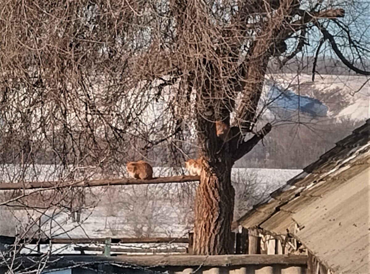 И на жердочке, и на одной развилке, и чуть повыше - на следующей развилке тоже темное пятно - кошка )))