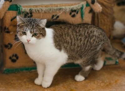 Малышу Мякишу около 9 месяцев, и уже 6 месяцев он находится в Кожуховском приюте 