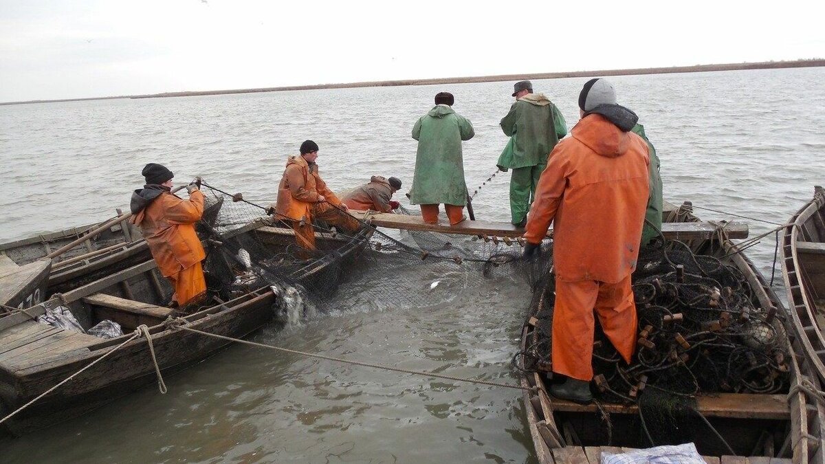     В Азовском море разрешено вылавливать анадару — моллюска, завезенного из Азии, сообщили ростовские ученые из АзНИИРХ.