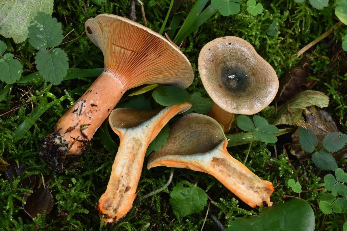 Грибы Беларуси. Грибы белорусского Полесья. Рыжик финский (Lactarius fennoscandicus) фото и описание.