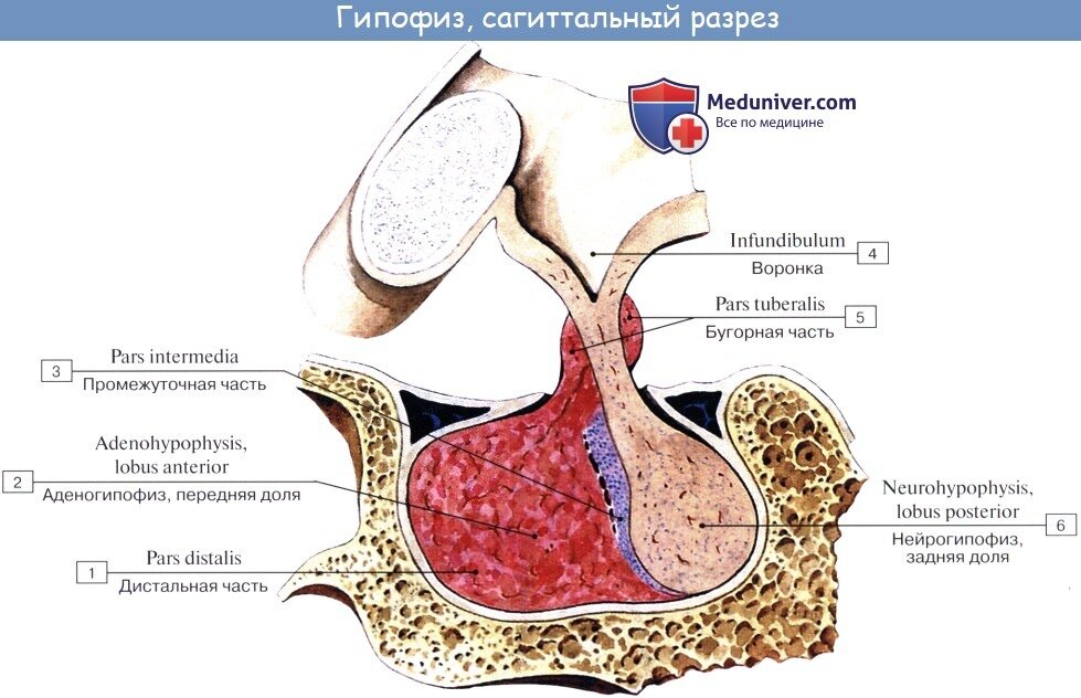 Структура гипофиза