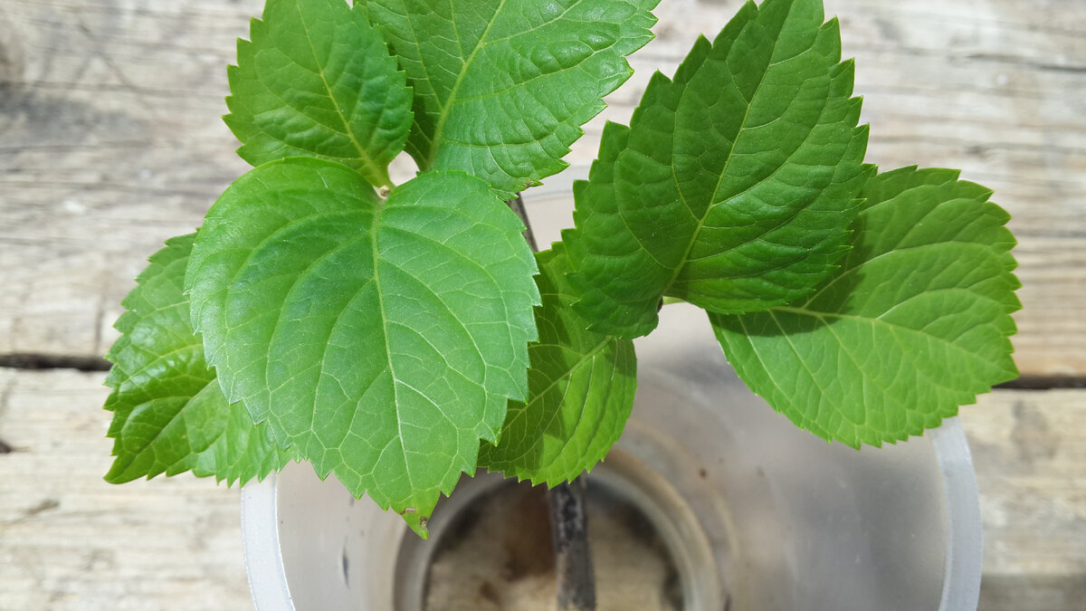 укоренение черенков гортензии