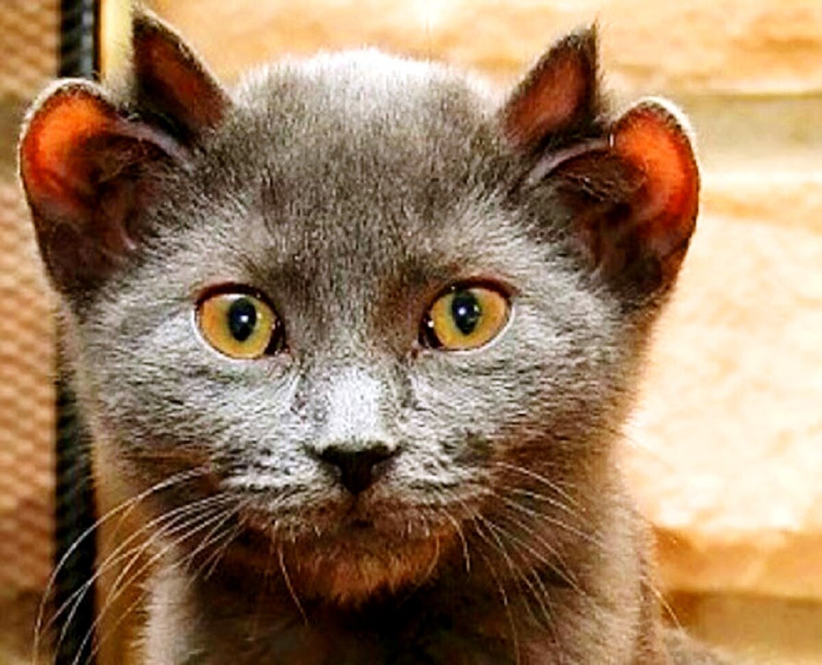 Кошка с 4 ушами. Порода кошек кинкалоу. Кот похож на мышь. Кошки похожие на мышек. Кот похож на мышь.