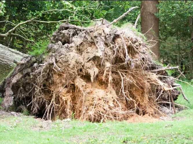 Выворотень в лесу.