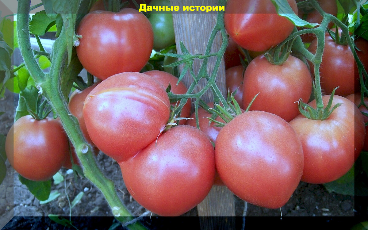 Розовые, желтые, коричневые: обзор двадцати урожайных томатов с ...