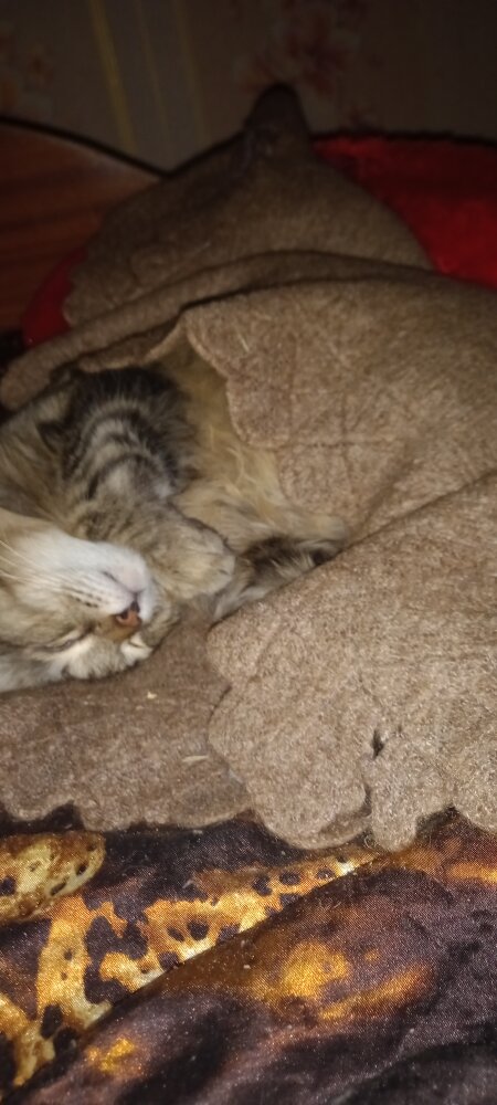 Милота в платочке)))