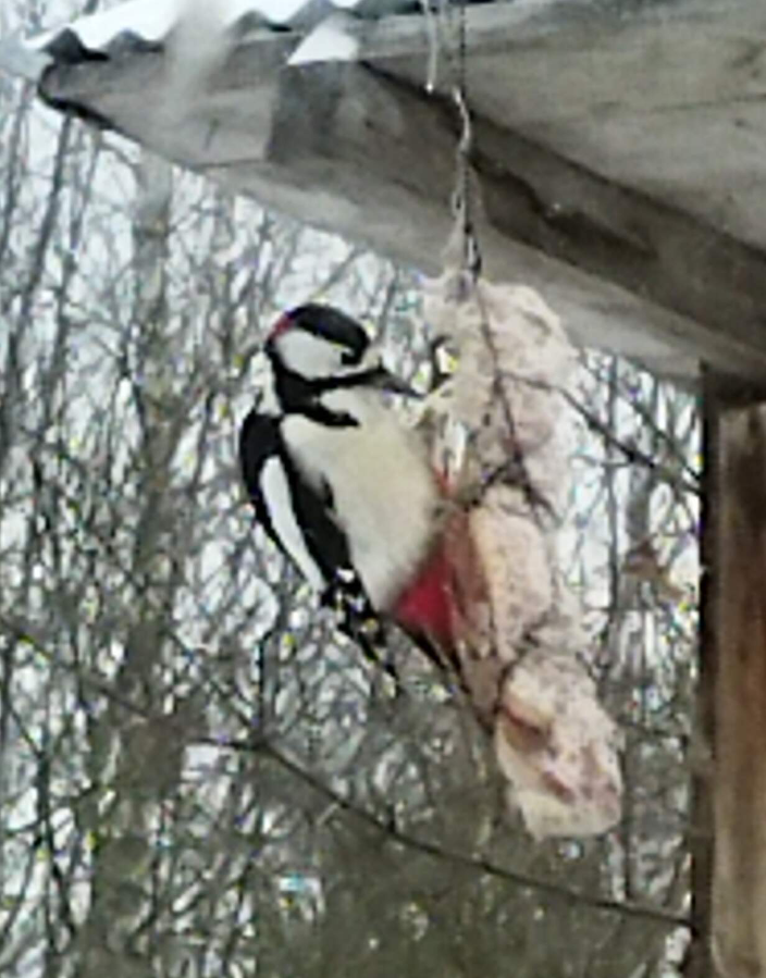 Все мы в чём-то дятлы