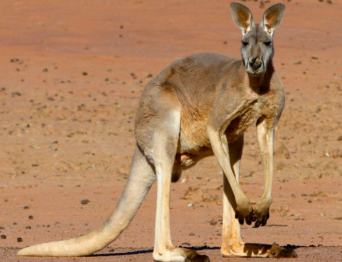 Фото: Dan Armbrust / Flickr.com