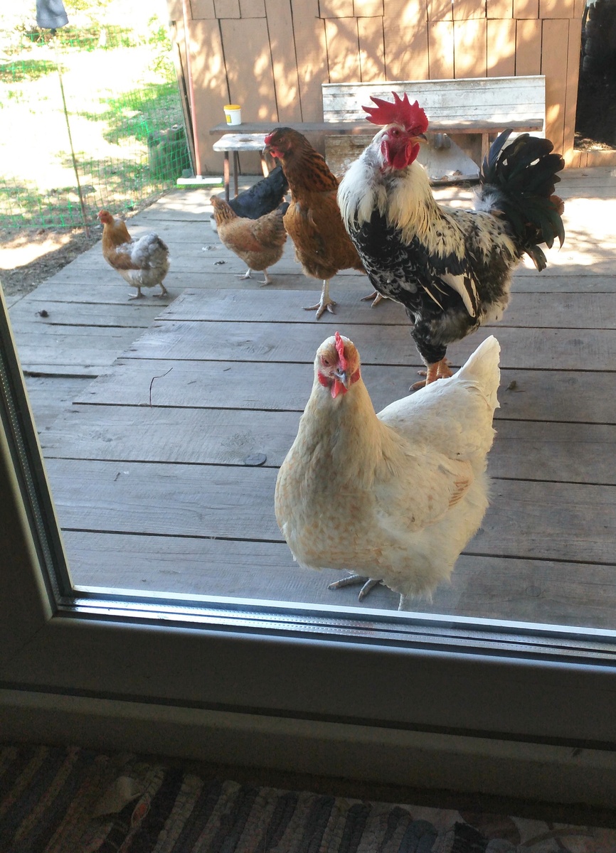 В дом пустите? 