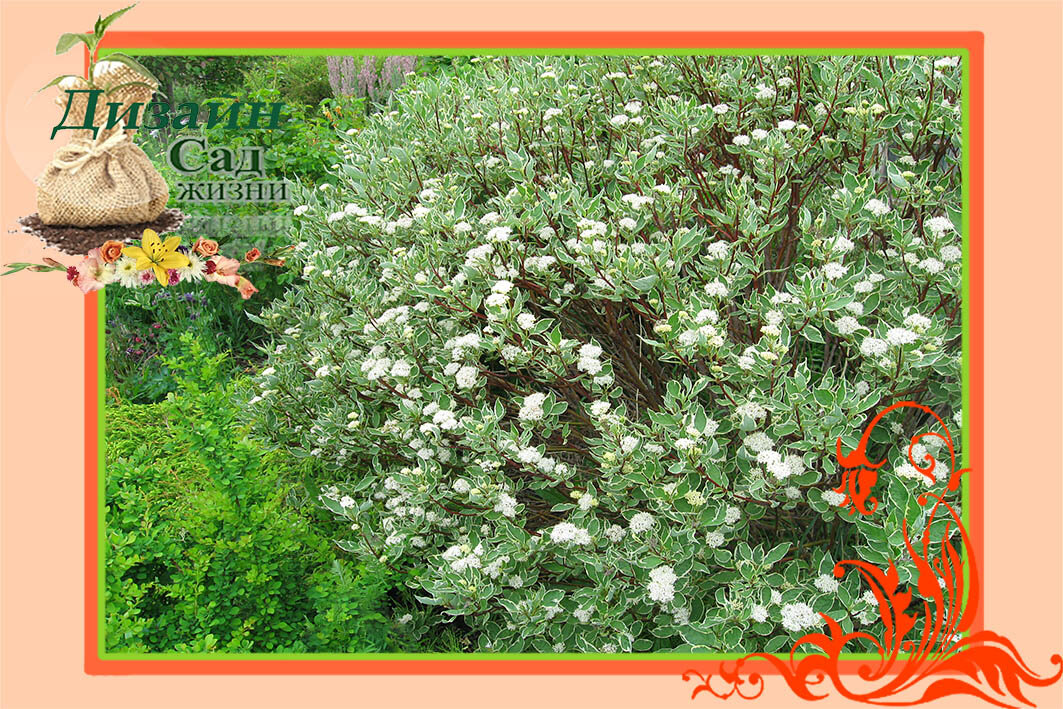 Дерен белый 'Elegantissima'