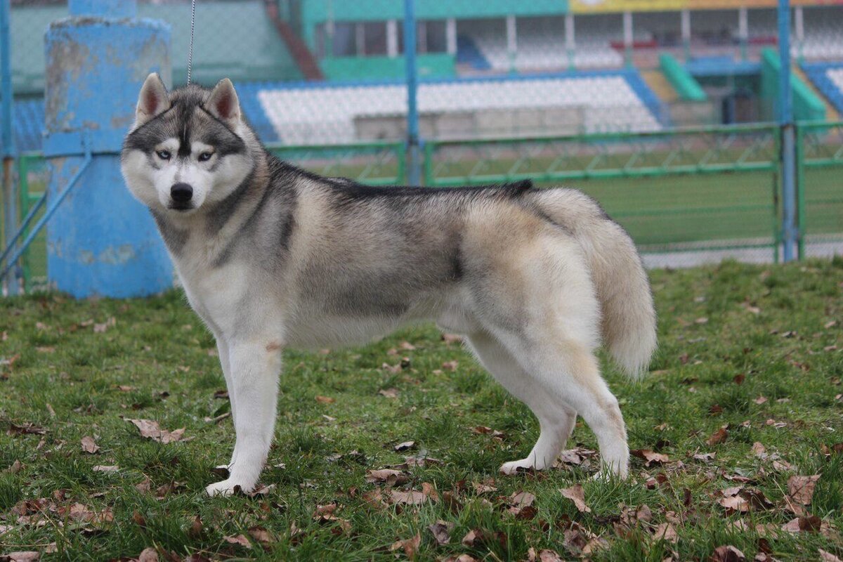 Сибирский Хаски