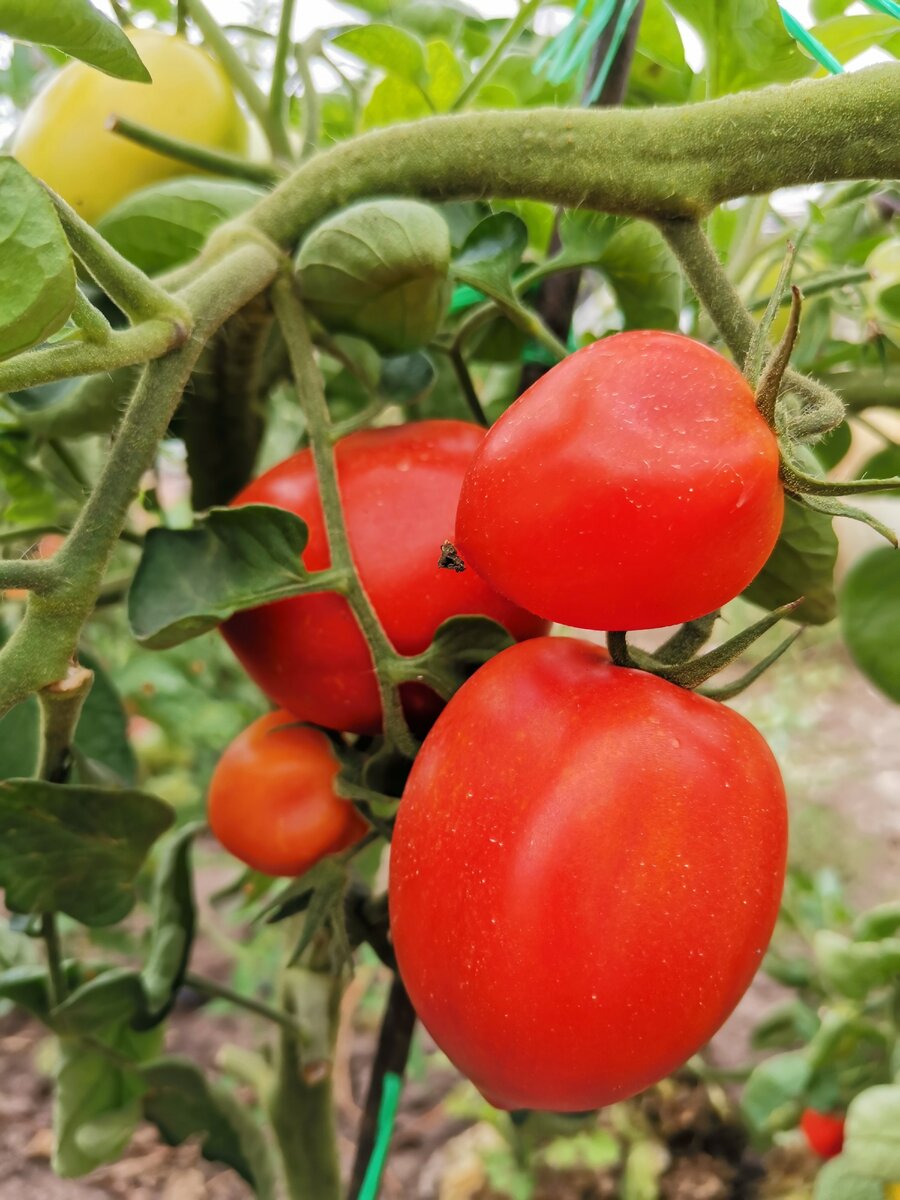 Лучшие томаты для открытого