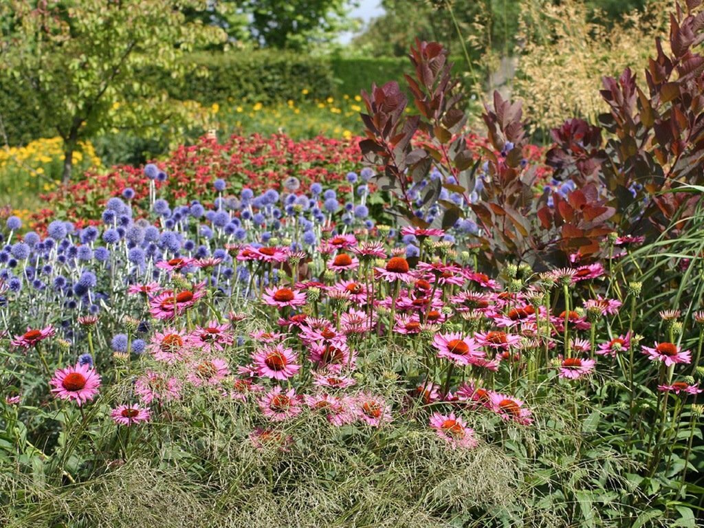 Самое время собирать сухоцветы