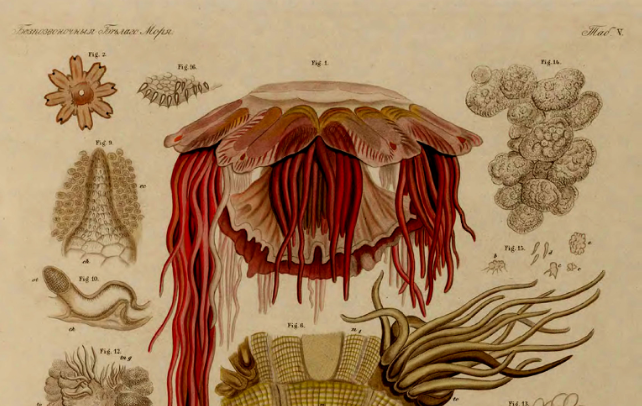 Фрагмент иллюстрации из книги Н.П. Вагнера "Беспозвоночные белого моря".