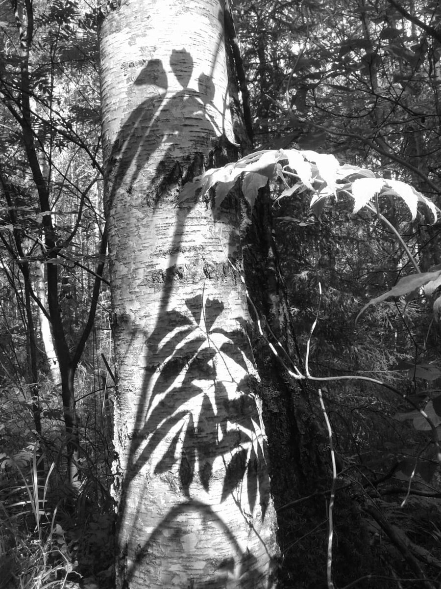 Бузина, растущая рядом с берёзой