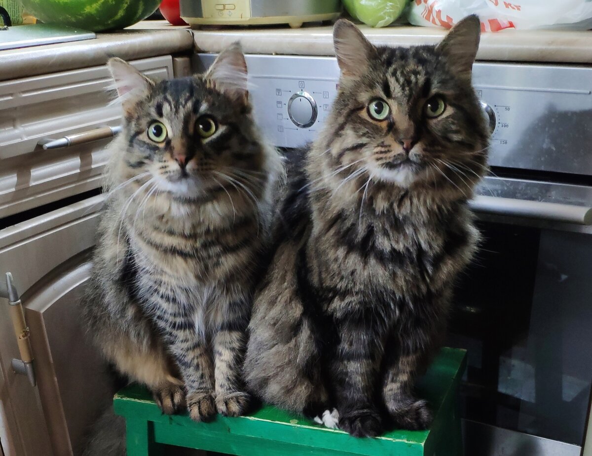 Котики, конечно, те ещё разбойники, но мошенников не одобряют!