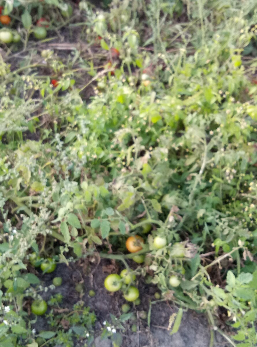 На этом фото видно, что они ещё зелёные. 