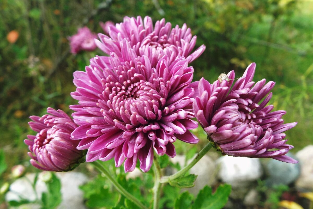 Хризантема Chrysanthemum