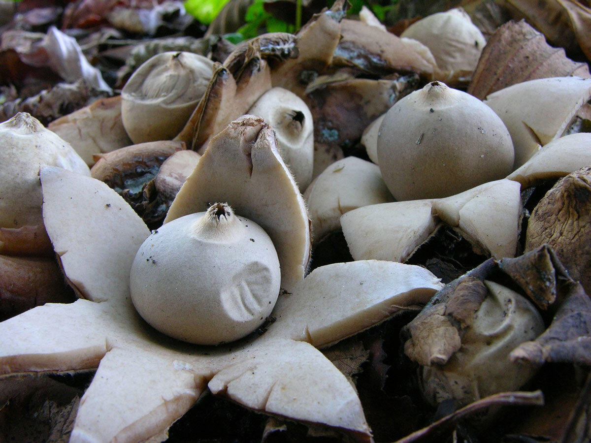 Звездовик сводчатый