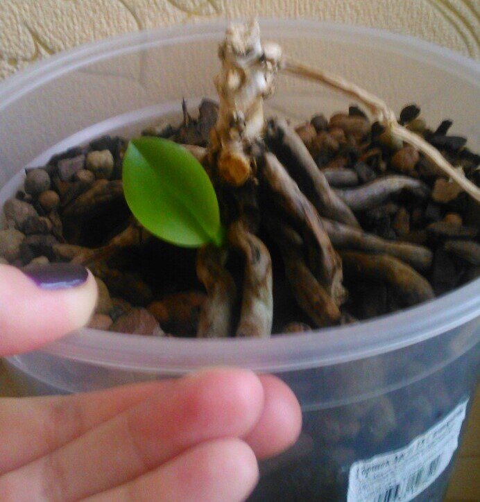 Подросшая детка белого фаленопсиса. Несмотря на то, что пень совсем сухой, я сняла с него 3 детки.