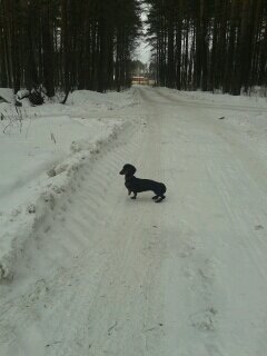 та самая такса