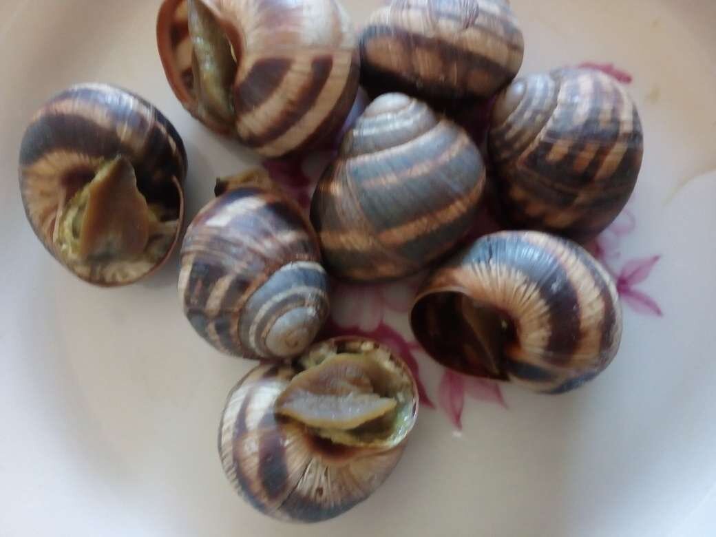 Виноградные улитки, фото автора