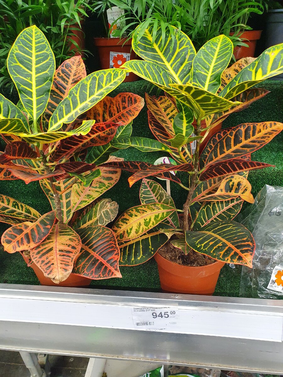 Пестрый кодиеум