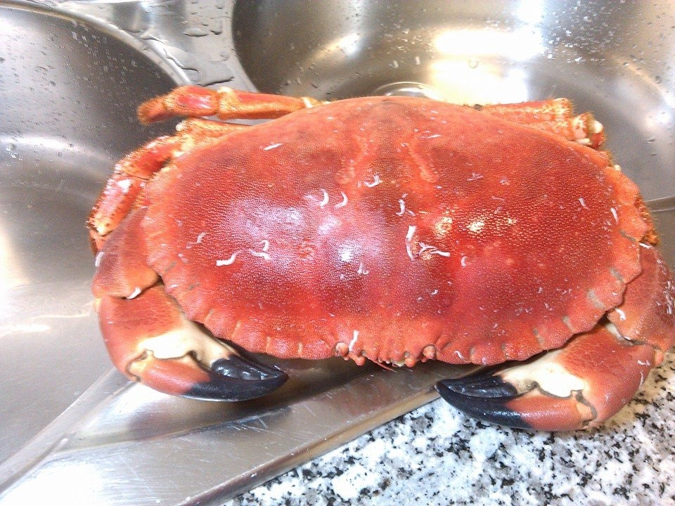 краб сапатейра