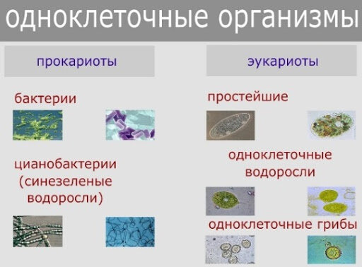 Олимпийский портал. Школьный тур ВОШ по биологии