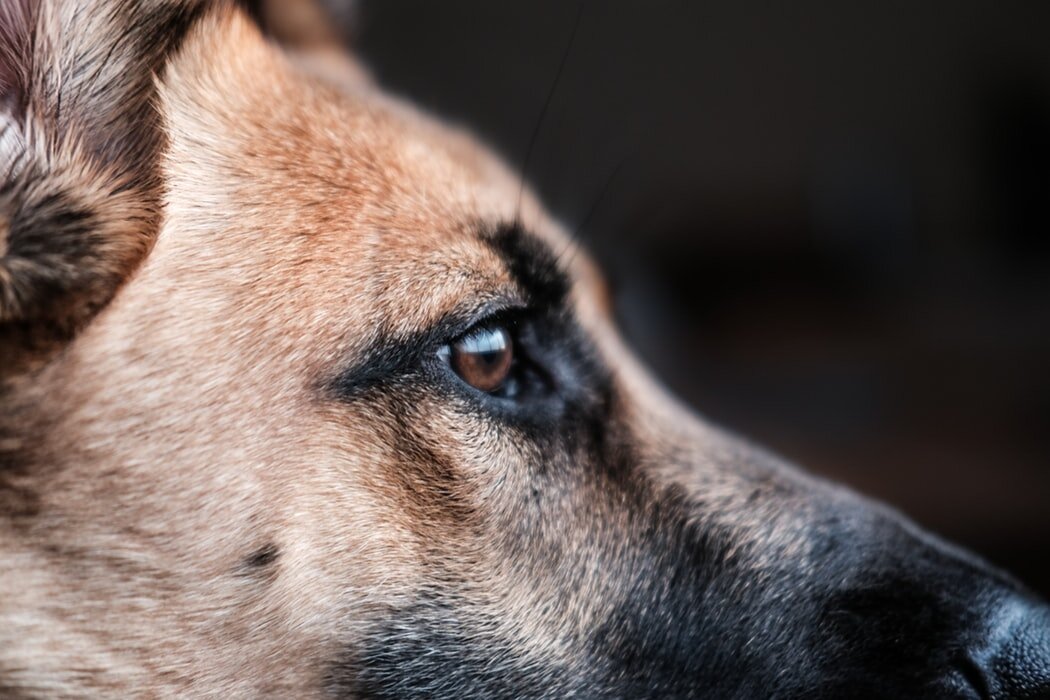 Фото: Lesly Juarez / Unsplash 