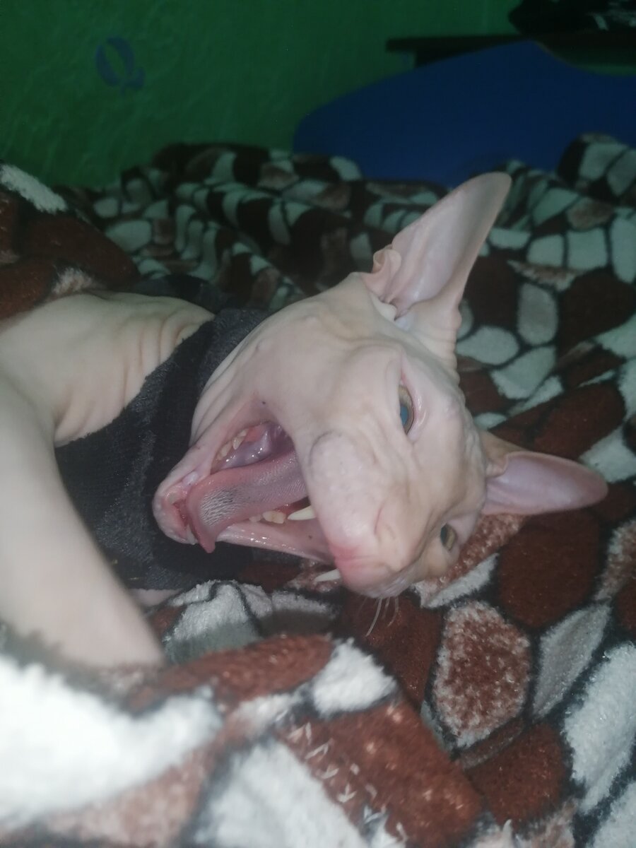 Вот он зивает перед сном. Ужасно правда?🤭🤭🤭🤭🤭