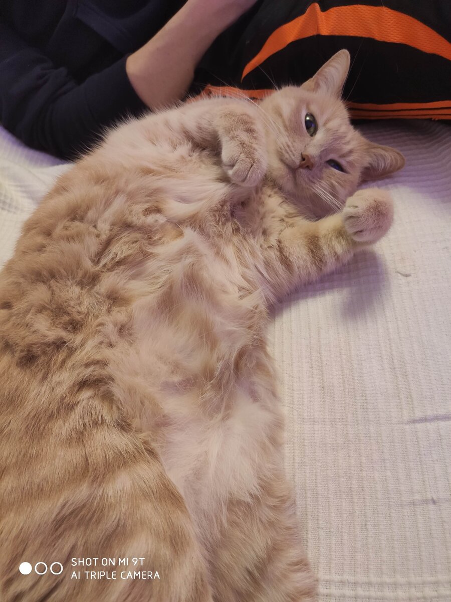 Степе собаки не нравятся...