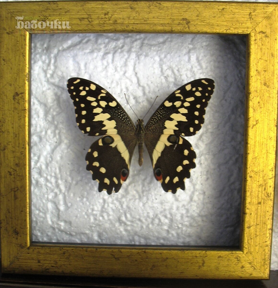 Гигантская бабочка в рамке от магазина "Бабочки от Амурова"