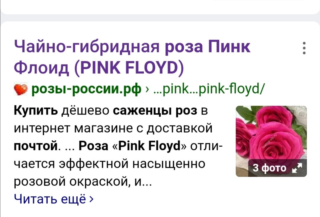 Роза ЧГ Pink Floyd и другие. Заказ Весна 2021г. | Про розы, сад и  путешествия | Дзен