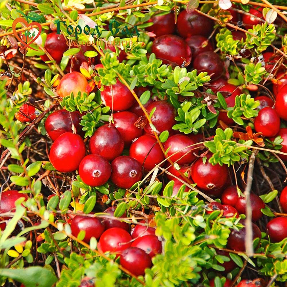 Северное сокровище