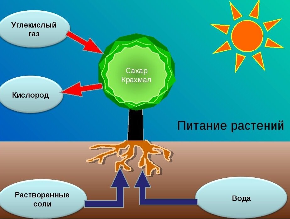 фото из интернета