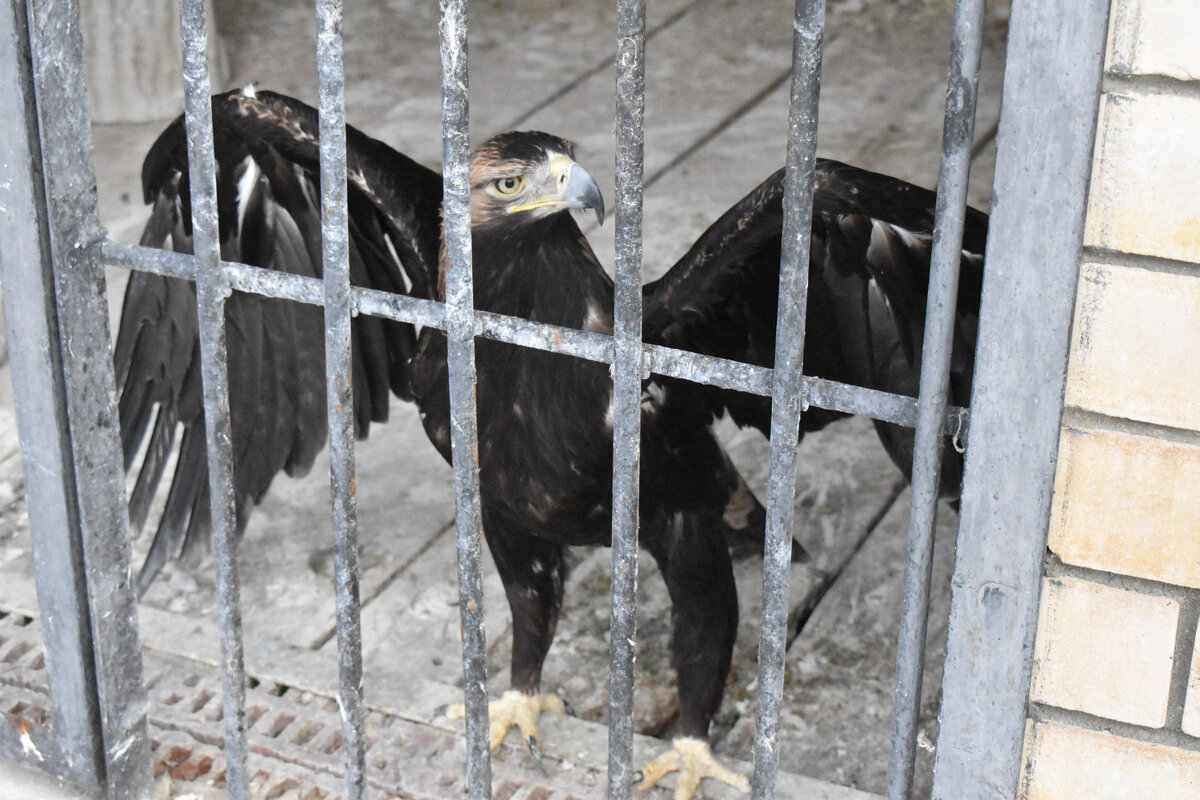 Вот и символ запертой свободы. Наглядное доказательство, что крылья предназначены для неба!