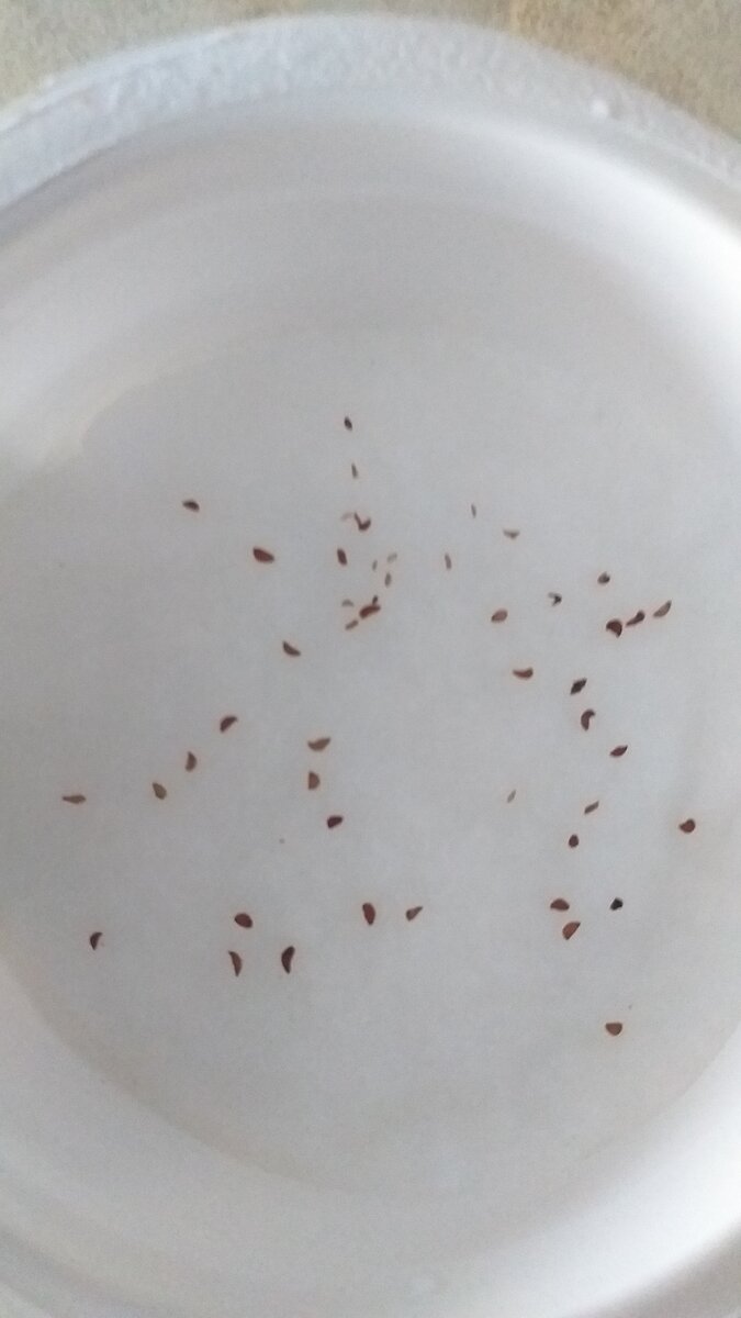 Это семена на ватном диске.