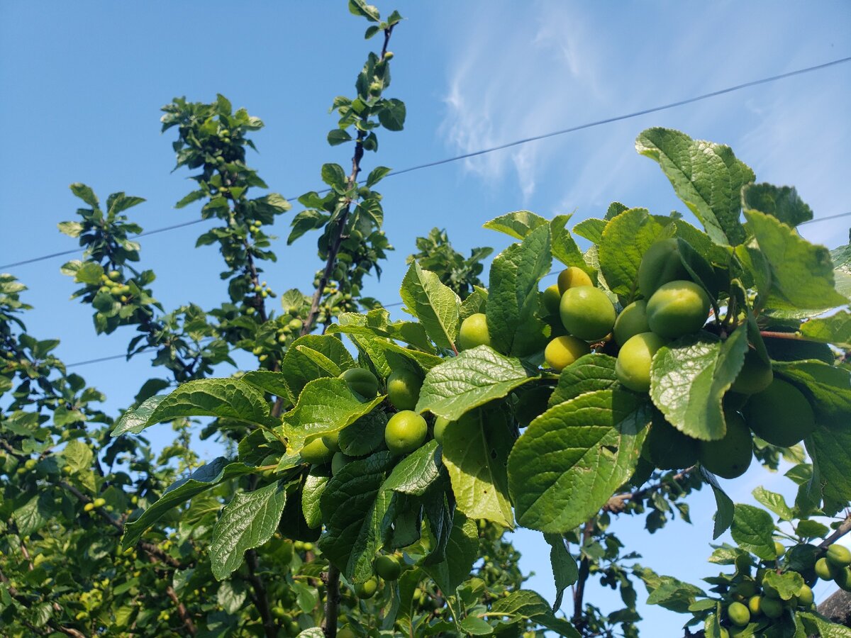 Чилийская слива