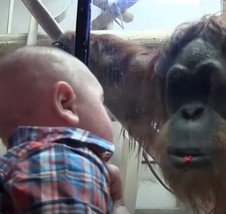 Орангутанг и ребенок