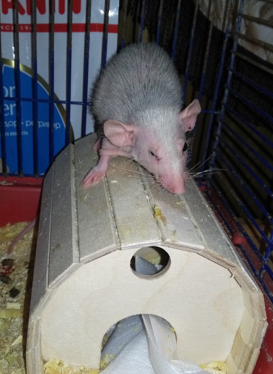 Крысяка подозревака