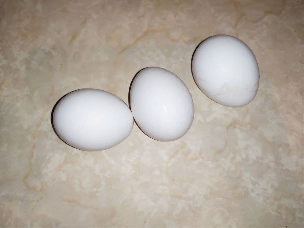 Можно ли мыть яйца перед хранением домашние