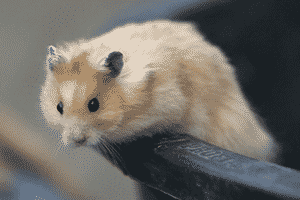 колибациллёз или, по-простому, «мокрый хвост»;