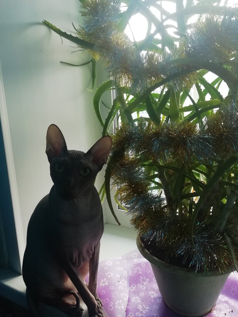 У редактора своя персональная новогодняя ёлка, нерушимая и несъедобная))) 