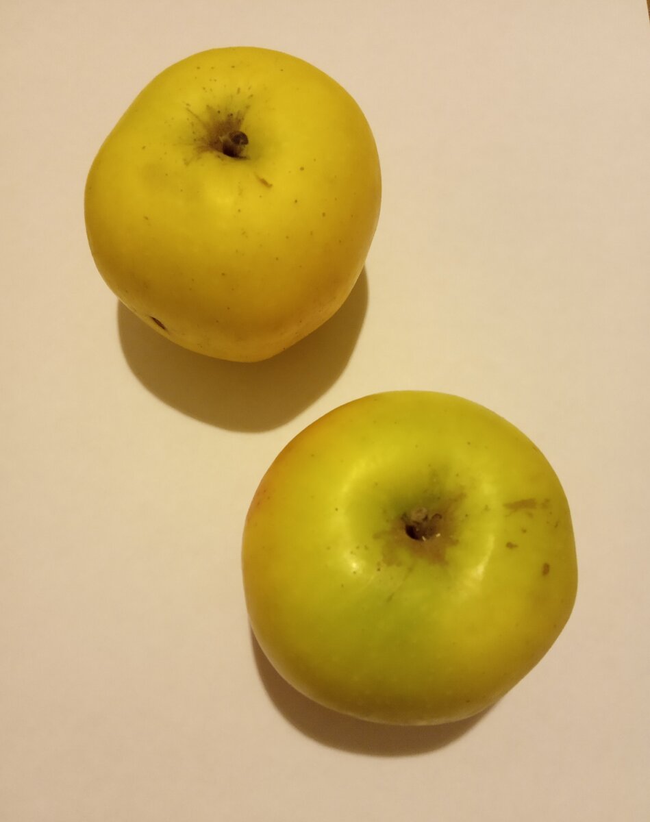 зимние яблоки сорта с фото